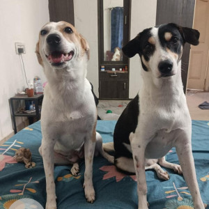Please help my 2 Dogs missing. Cash Reward for help
