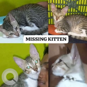 Our Cat bella is missing from Sector13, Behind Janata Market Area