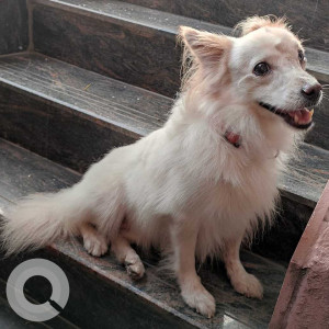 A Pomeranian dog is spotted in JC nagar near  Rajajinagar metro station