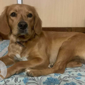 Golden Retriever is missing from Ganpati enclave ,intermediate ring road ,near embassy golf link