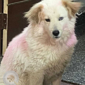 Pomeranian dog is missing from Durgapuri Puri & jiyoti colony