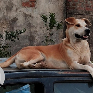 My indie Dog Rafa is missing