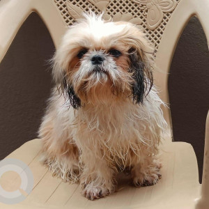Shih Tzu is missing from SG PALYA Koramangala