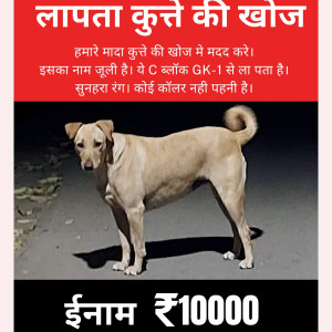 Golden Female Desi Dog is Missing from Greater kailash 1