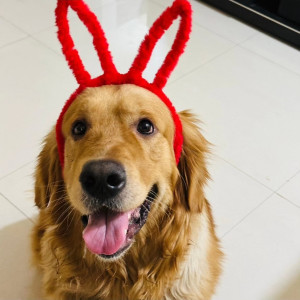 Missing: Golden Male Golden retriever Dog from Mhalsakant chowk at 7:15pm akurdi