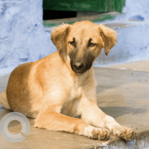 A Golden Indie Dog Found from Delhi NCR