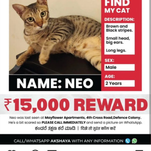 A Black and Brown Brown black Cat Missing from Indiranagar, Bengaluru