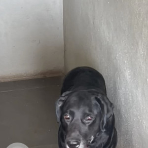 A Black Lab Dog Missing from #65 , yellchenahalli,  Ashwini Bakery , Kumaraswamy layout