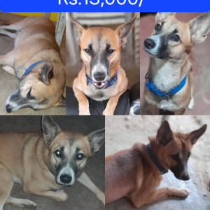 A Brown Indie Dog Missing from Telaulim Navelim 403707