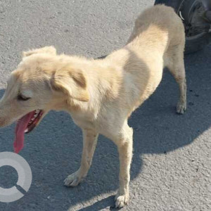 Female puppy got relocated in Shalimar Bagh flyover