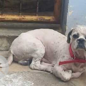 Found adult Shih Tzu male near Vyalikaval Police Station