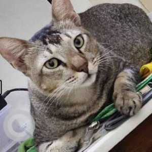 A pet cat is missing from Shastri Nagar
