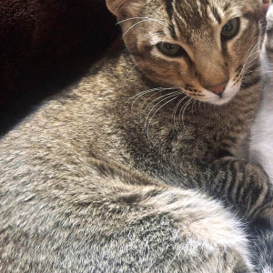 Missing: Light Brown Female Indie Cat from Sector 24D  Chandigarh