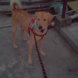 Missing: Light Brown Male Lab mix Dog from Yousufguda basti