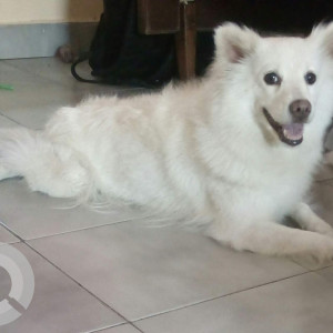 My pet snoopy is missing from PTC Thoraipakkam