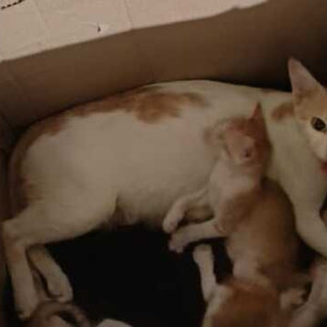 A pet cat is missing from Vepery Veterinary Hospital