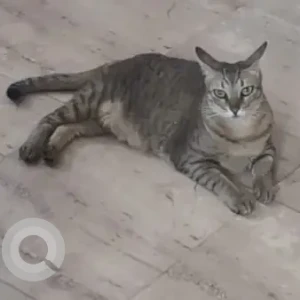 A Black and Brown Domestic Cat Missing from L&T Colony, CRR Puram Road, Manapakkam