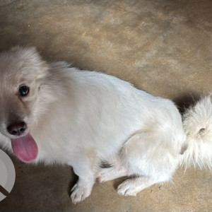 A White Indian Spitz or Pomeranian Dog Found from Inder Puri, New Delhi