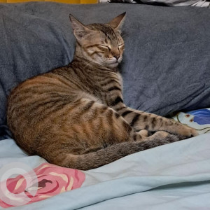 A Brown Tabby Cat Missing from Borivali West, Mumbai