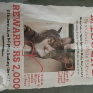 A White-Brown Mix Indie Cat Missing from Naware Baug Jagruti Nagar, Mumbai