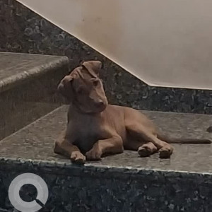 A Brown Mongrel Dog Missing from Kodungaiyur, Chennai