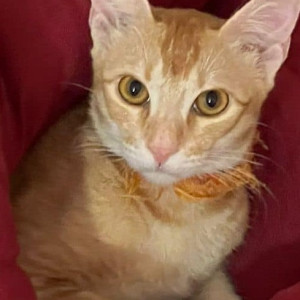 Orange indie cat is missing from 1st Block, Koramangala