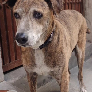 Tony is missing from Ram Nagar Shahdara
