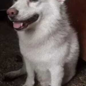 A pet Pomeranian dog is missing from G-7 Block Rohini Sector 16