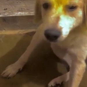 Labrador Retriever is missing from Tilak nagar, mukhram park