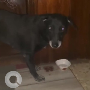 Indie dog is found in Bhosale nagar, near Pune university