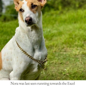 A White-Brown Mix Indie Dog Missing from Khar West, Mumbai
