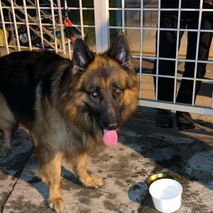 A Black and Brown GSD Dog Found from BTM Layout, Bengaluru