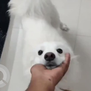 A dog is found in Jubliee Hills