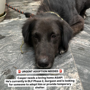 A Black Indie Dog Missing from Sector 25, Gurugram