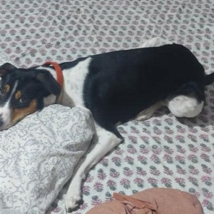 My pet dog Chowki is missing from Nacharam, Esi hospital .