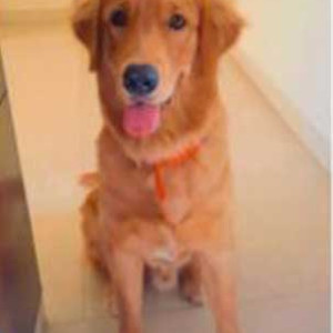 Kenzo is Missing from 26th April 2023 from Delhi