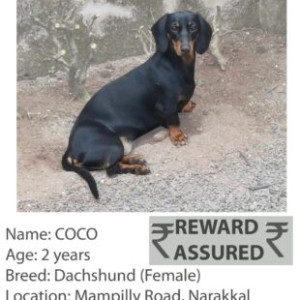 Lost Dachshund Dog missing from Narakkal