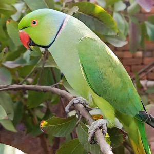 I lost my Mithu green parrot