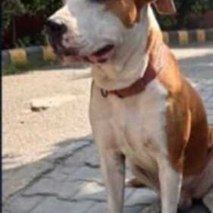Pet dog found in Inderlok Metro Station