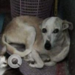 Missing: White Female Indie Dog from Bambolkar Building,  Mala Panjim