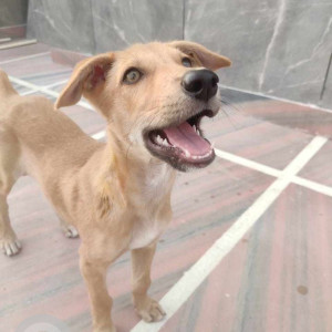 Missing: White-Brown Mix Male Indie Dog from C-Block Vikas Puri near Adarsh Public School, New Delhi