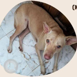 Found: Brown Female Chihuhaha mix Dog from Kerant, Caranzalem