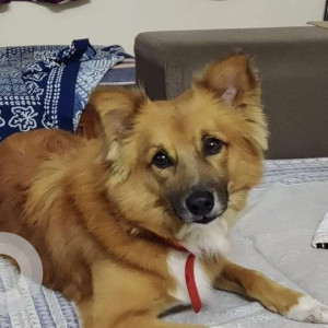 Missing: White-Brown Mix Male Indie Dog from Nigdi Pradhikaran