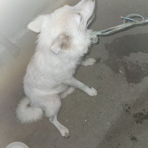 Found: White Male Pomeranian Dog from Wagholi bakori road