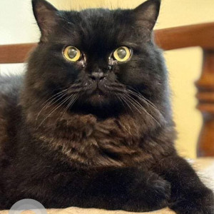 Missing: Black Male Persian Cat from MNGL Bahirat Patil CNG Station, Ravet