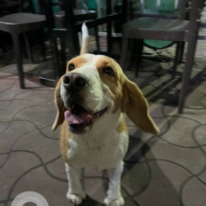 Found: White-Brown Mix Female Beagle Dog from Durga Cafe Mayur Colony