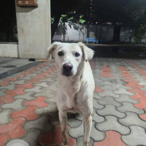 Found: White Female Indie Dog from Giridhar Oasis, kharadi