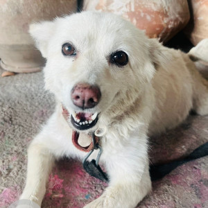 Missing: White Female Pomeranian Dog from Anand Nagar, Shiv Nagar, Raisen Road, Bhopal