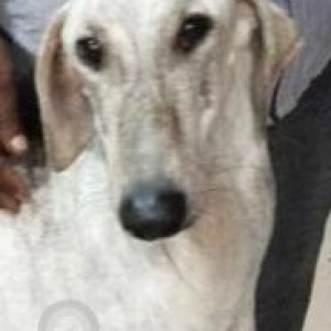 Missing: White Female Indie Dog from Swaraj dog kennel (Nagothane)