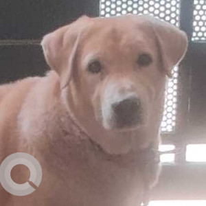Missing: Brown Male Labrador mix Dog from Yousufguda